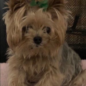 Meet your Posher, Elizabeth